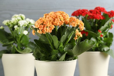 Photo of Different beautiful kalanchoe flowers in pots on blurred gray background, closeup