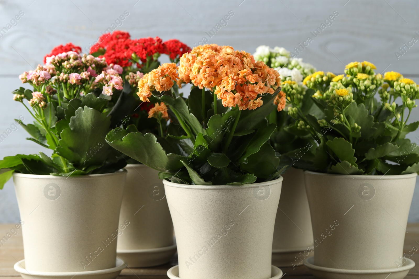 Photo of Different beautiful kalanchoe flowers in pots indoors