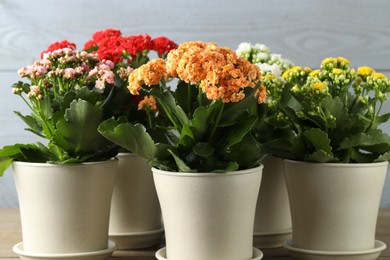 Different beautiful kalanchoe flowers in pots indoors