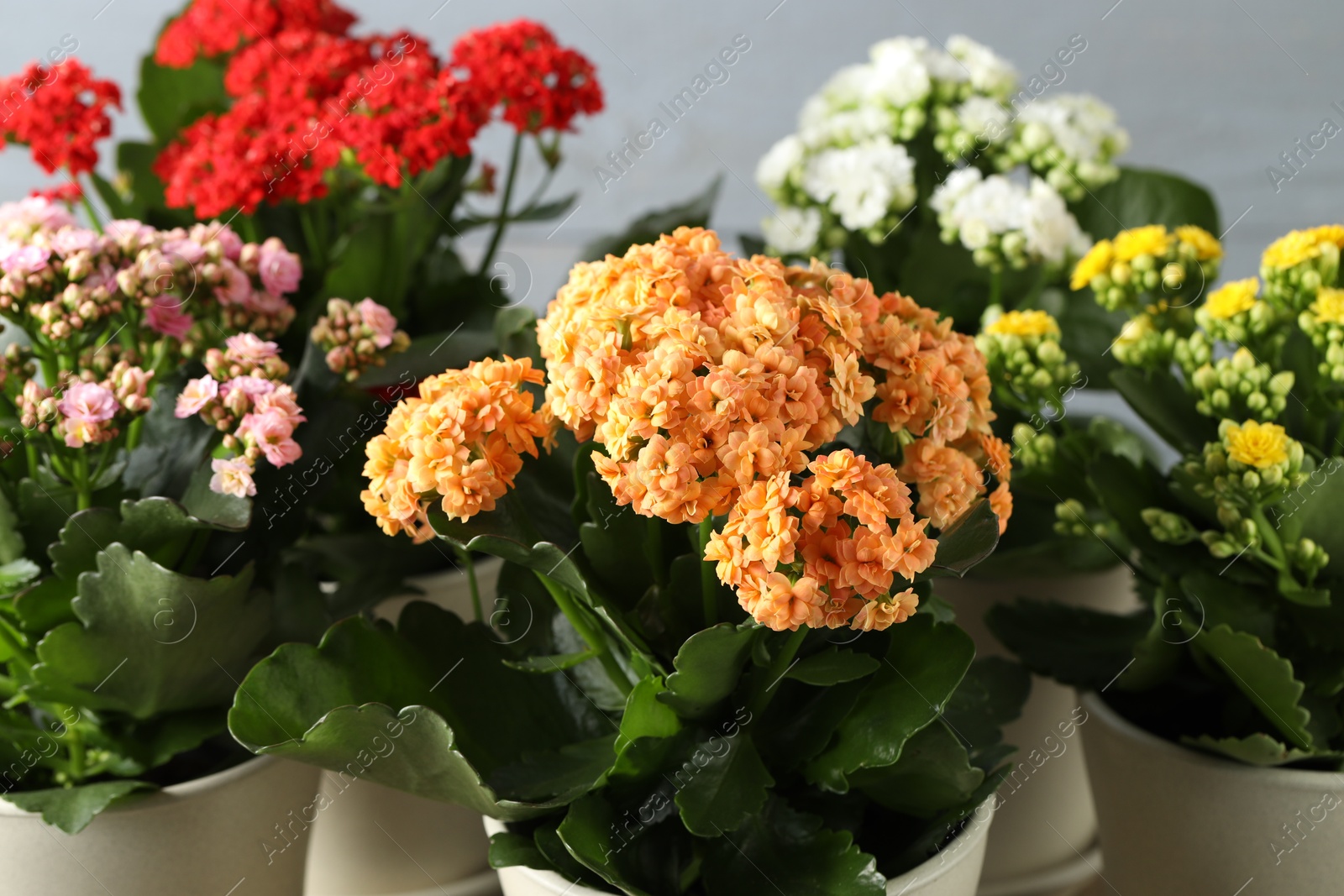 Photo of Different beautiful kalanchoe flowers in pots on gray background, closeup