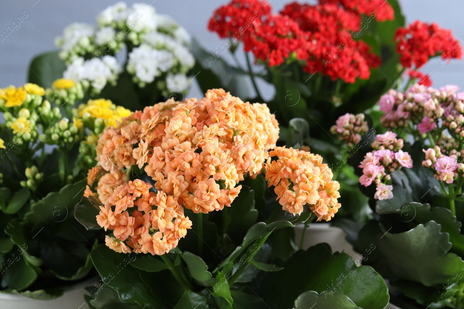 Photo of Different beautiful kalanchoe flowers on gray background, closeup