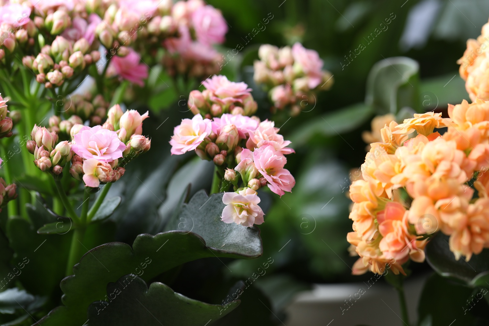 Photo of Beautiful pink and orange kalanchoe flowers, closeup