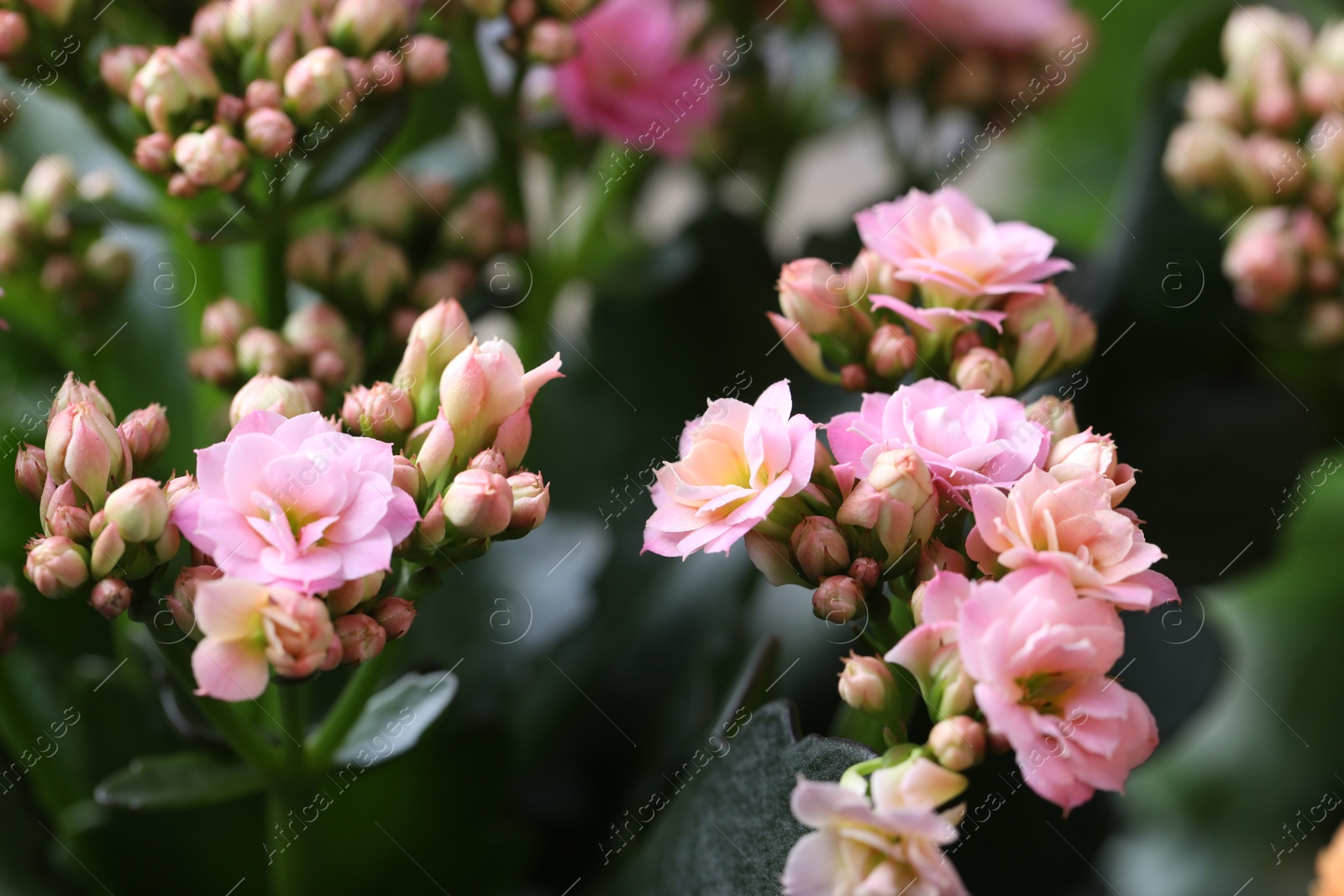 Photo of Beautiful pink kalanchoe flowers as background, closeup