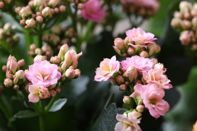 Photo of Beautiful pink kalanchoe flowers as background, closeup