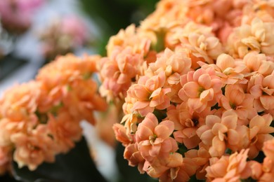 Photo of Beautiful orange kalanchoe flowers as background, closeup