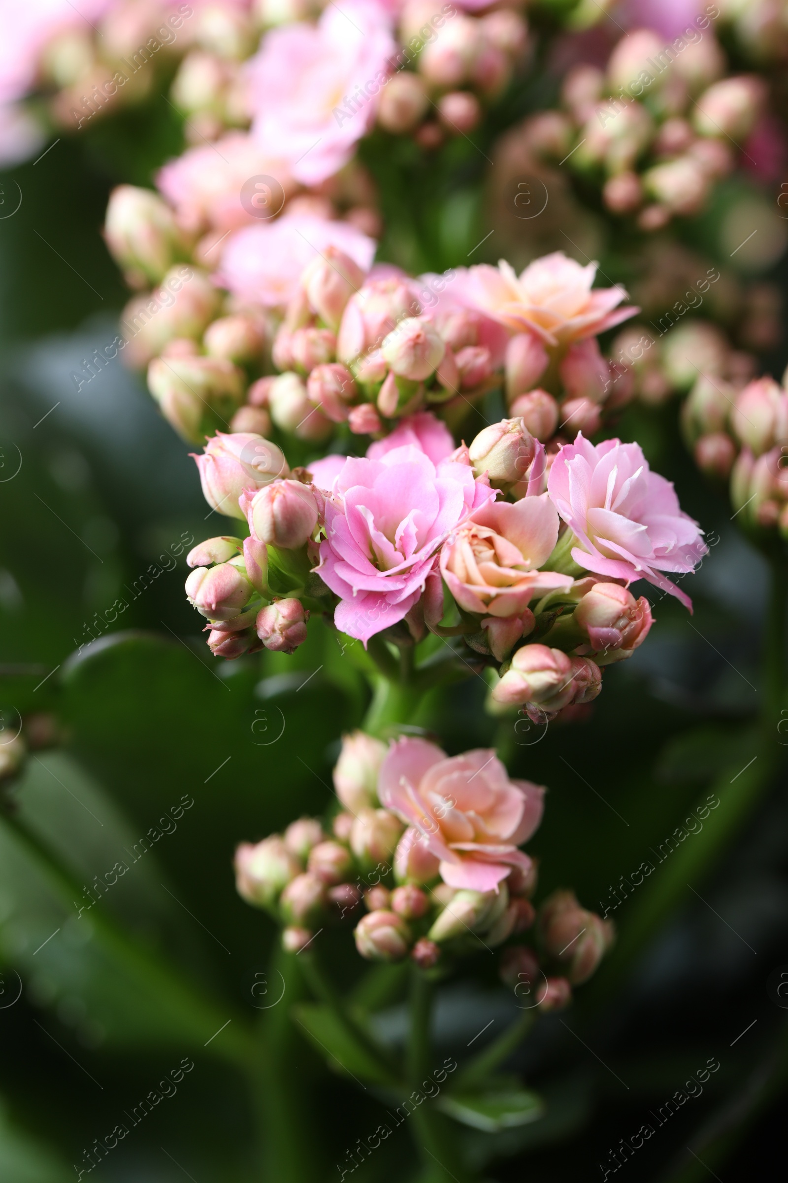 Photo of Beautiful pink kalanchoe flowers as background, closeup