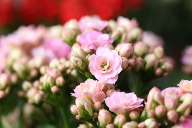 Photo of Beautiful pink kalanchoe flowers on blurred background, closeup