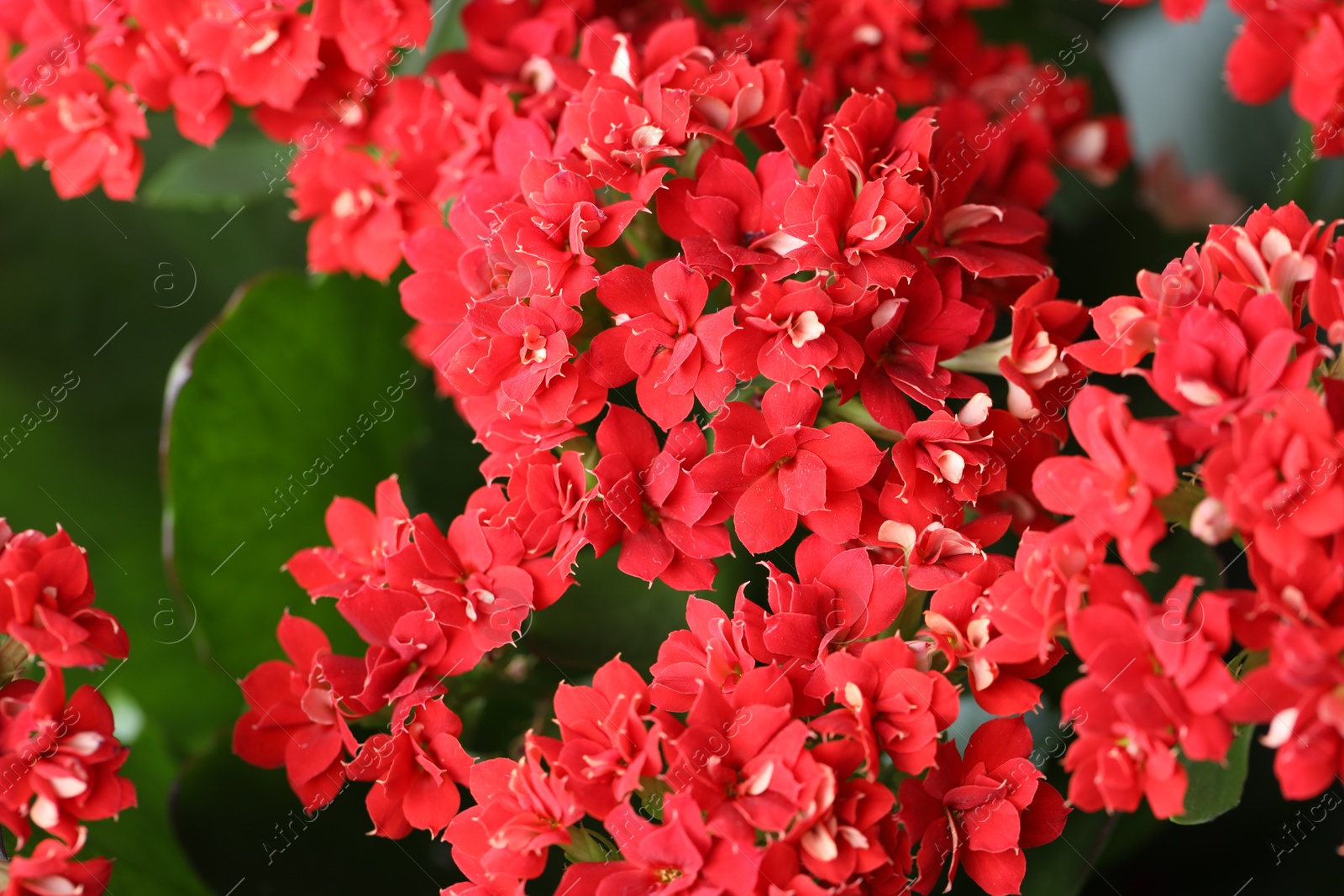 Photo of Beautiful red kalanchoe flowers as background, closeup