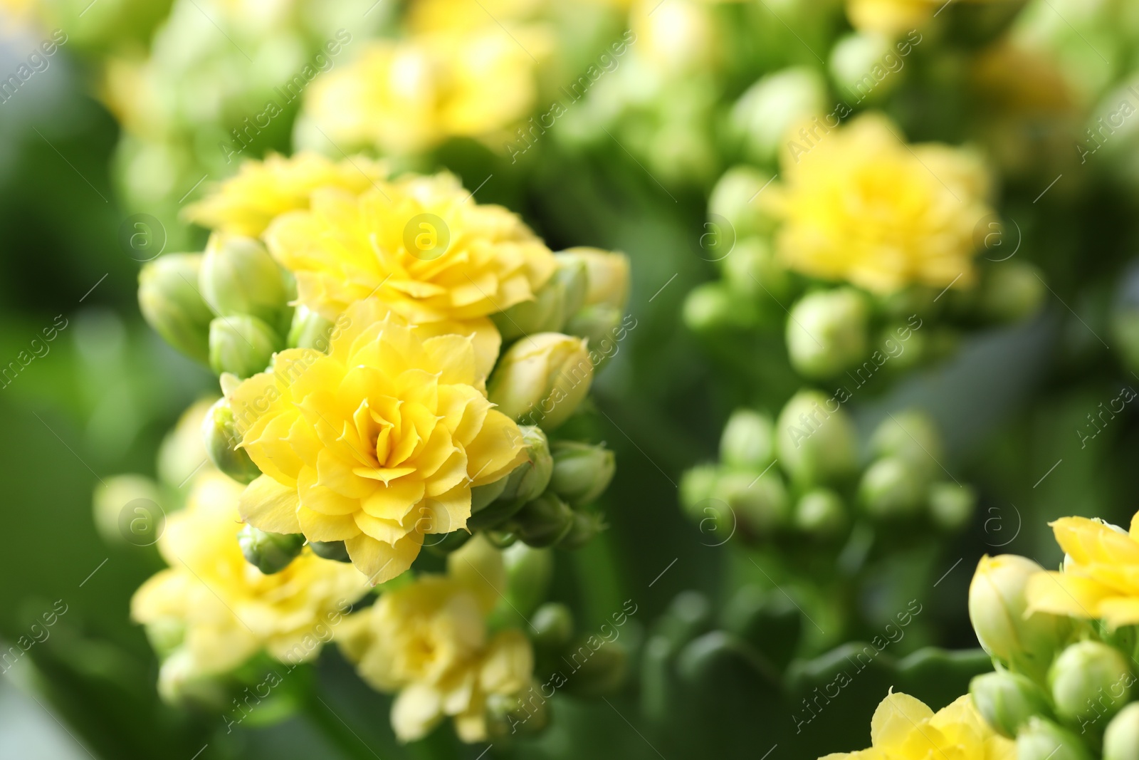 Photo of Beautiful yellow kalanchoe flowers as background, closeup