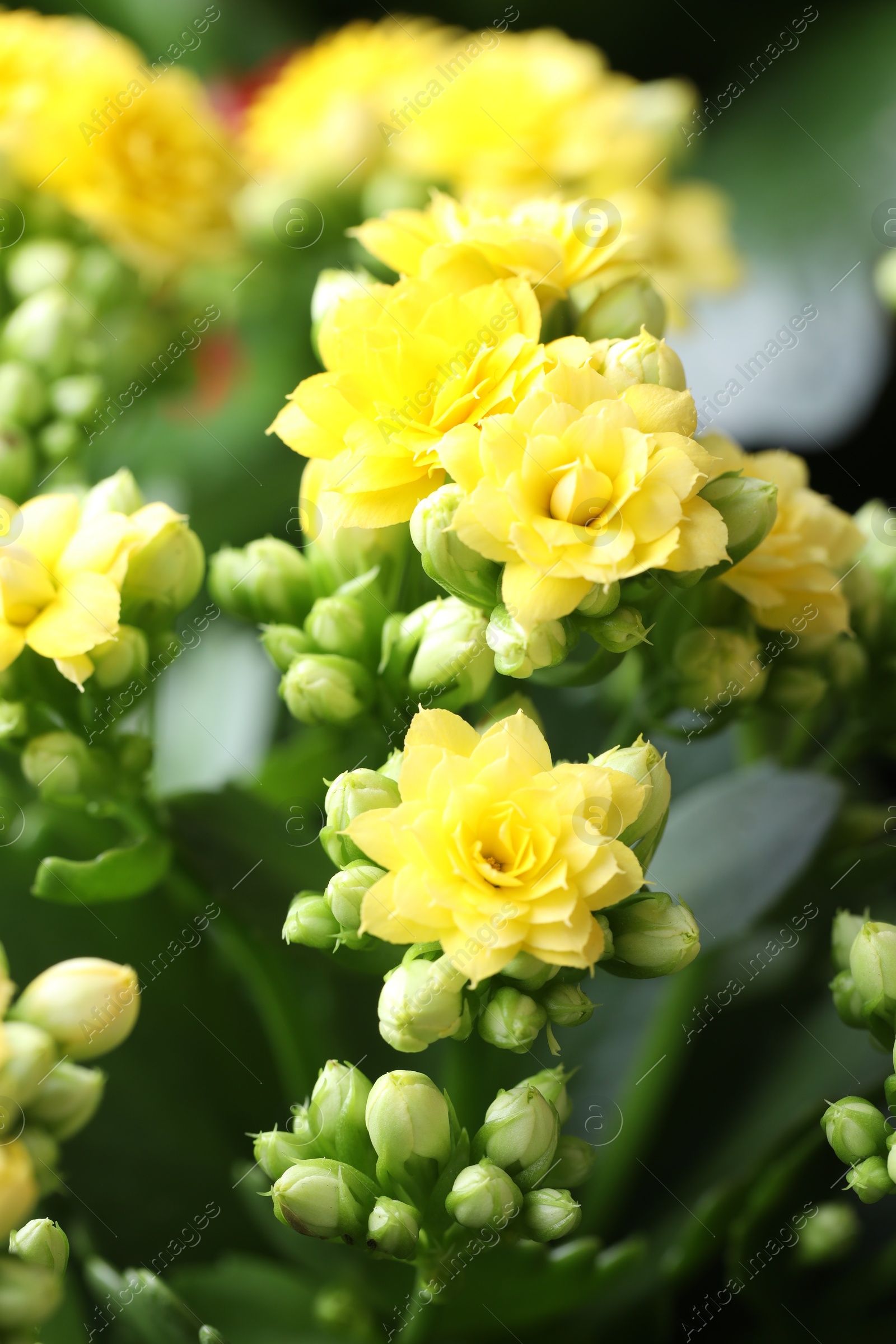 Photo of Beautiful yellow kalanchoe flowers as background, closeup