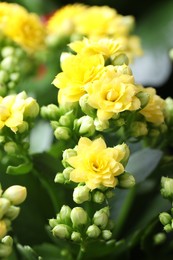 Beautiful yellow kalanchoe flowers as background, closeup