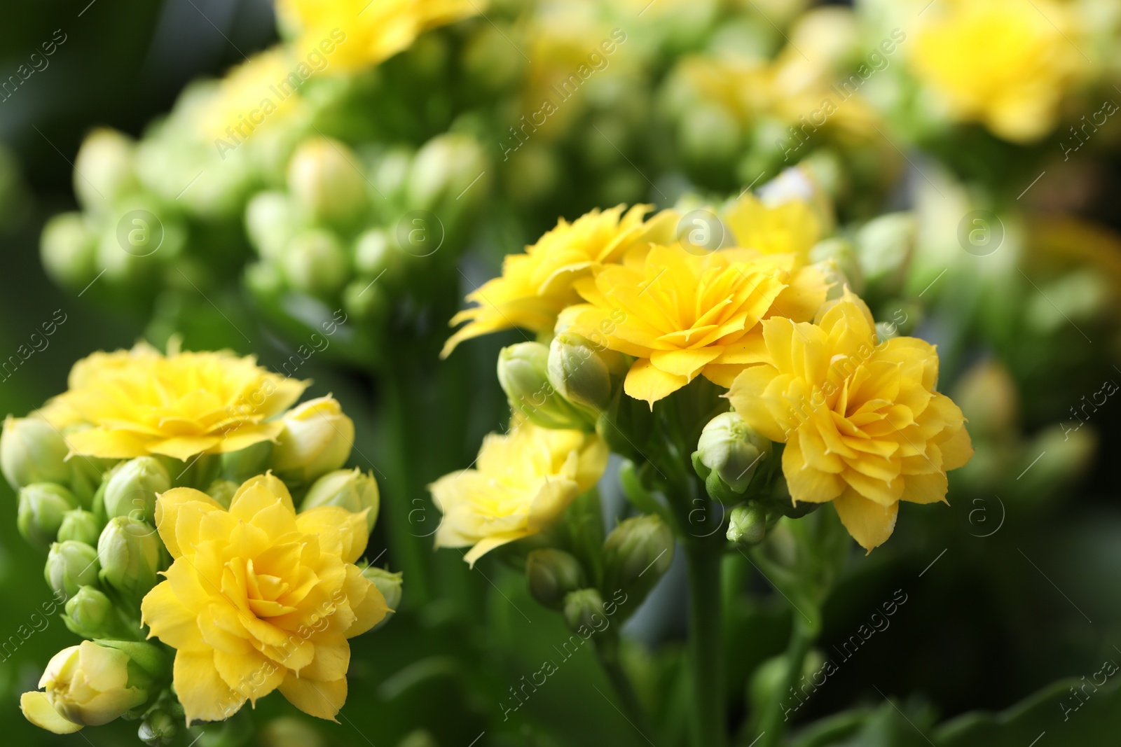 Photo of Beautiful yellow kalanchoe flowers as background, closeup