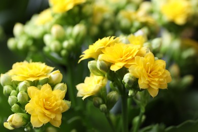 Beautiful yellow kalanchoe flowers as background, closeup