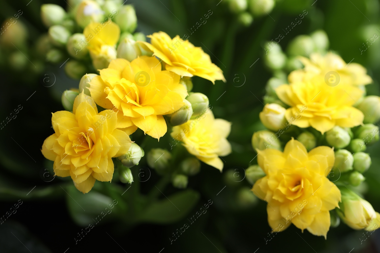 Photo of Beautiful yellow kalanchoe flowers as background, closeup