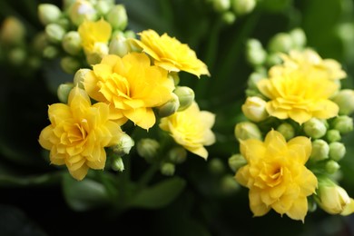 Photo of Beautiful yellow kalanchoe flowers as background, closeup