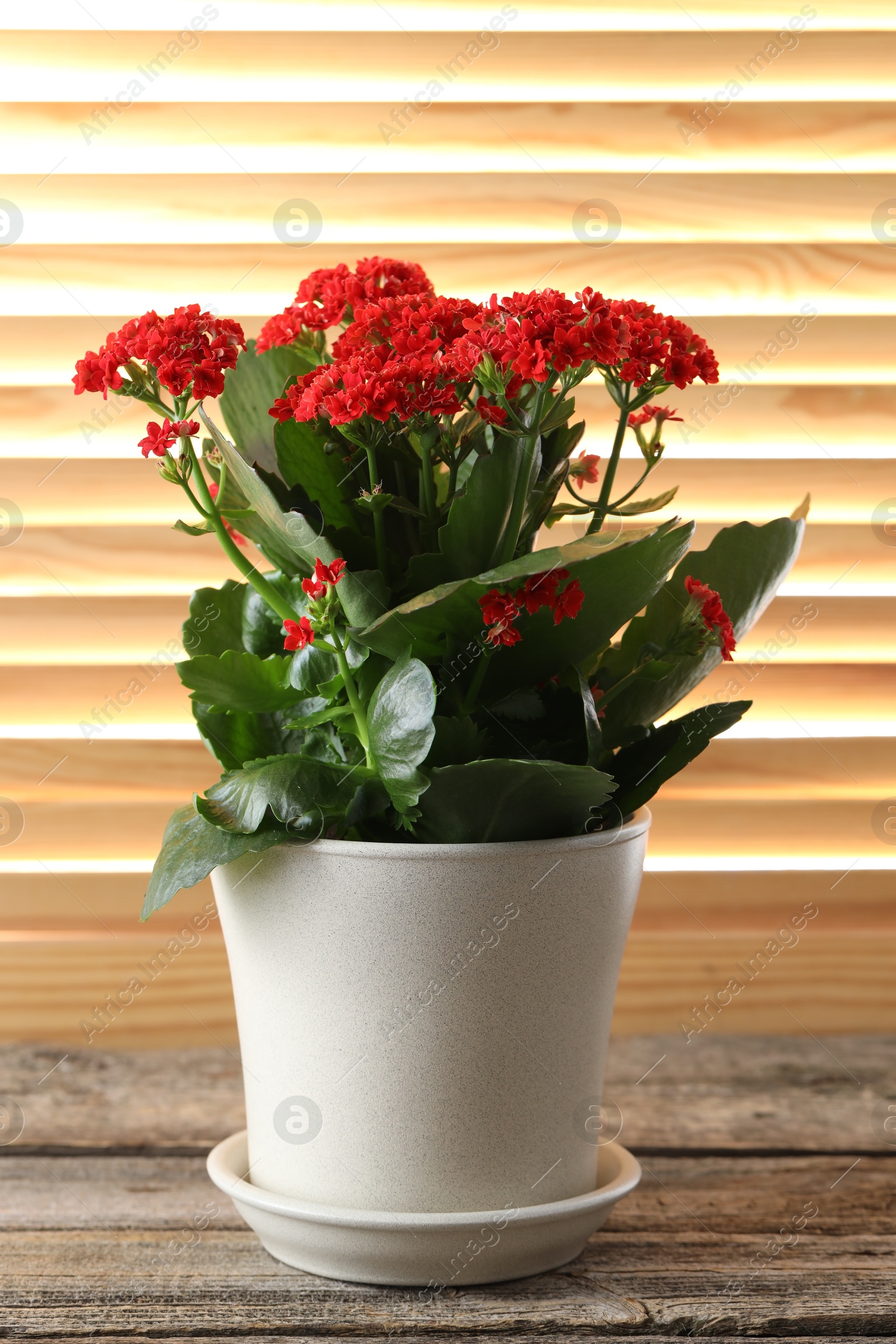 Photo of Beautiful red kalanchoe flower in pot on wooden table indoors