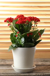 Beautiful red kalanchoe flower in pot on wooden table indoors