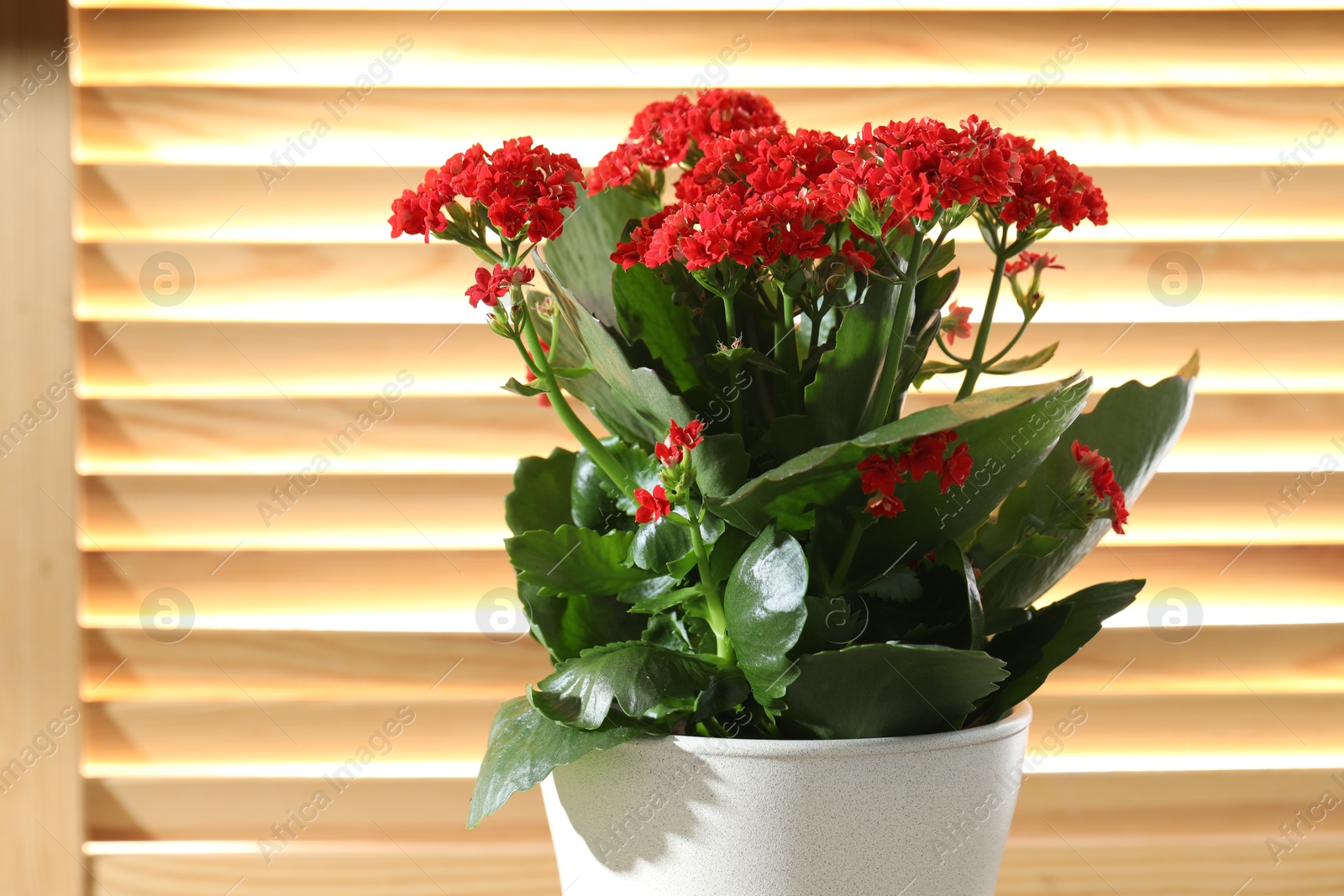 Photo of Beautiful red kalanchoe flower in pot indoors, closeup