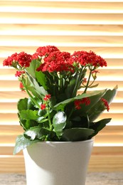 Beautiful red kalanchoe flower in pot indoors, closeup