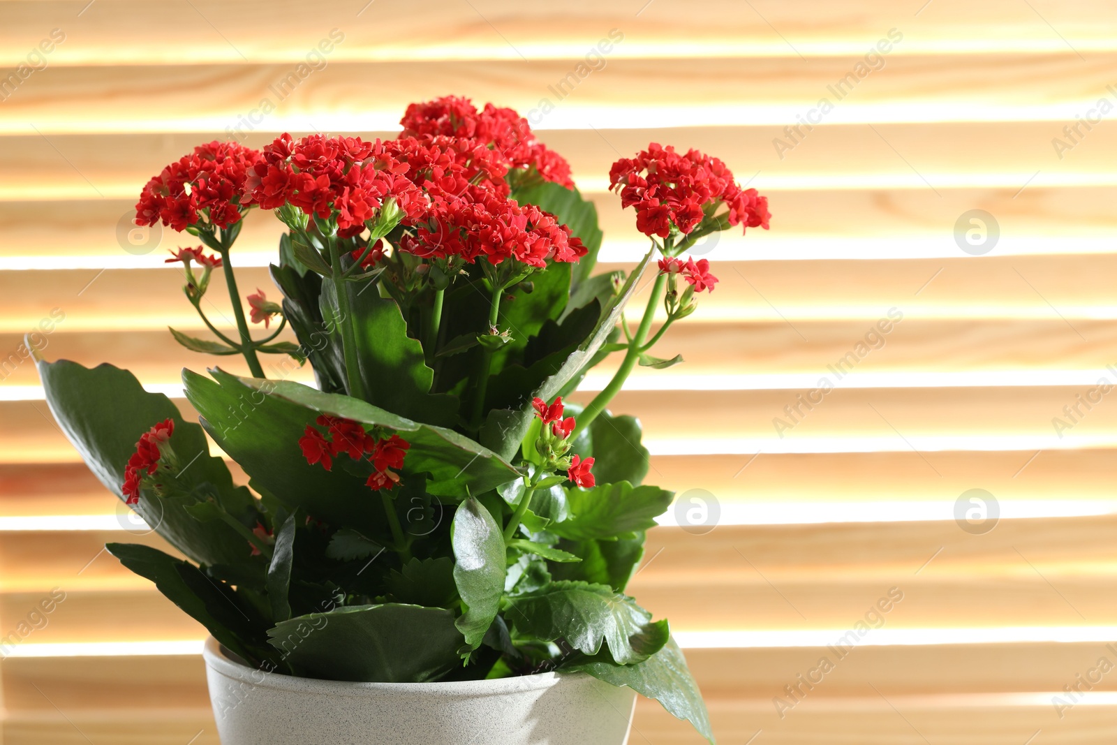 Photo of Beautiful red kalanchoe flower in pot indoors, closeup. Space for text