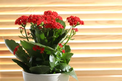 Photo of Beautiful red kalanchoe flower in pot indoors, closeup. Space for text