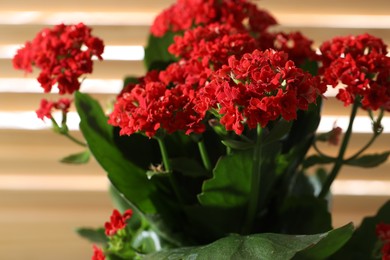 Photo of Beautiful red kalanchoe flower on blurred background, closeup