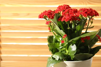 Photo of Beautiful red kalanchoe flower in pot indoors, closeup. Space for text