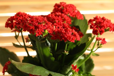 Beautiful red kalanchoe flower on blurred background, closeup