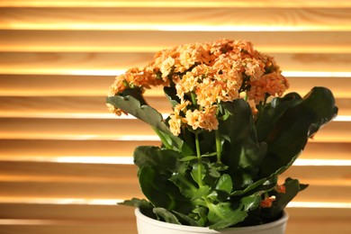 Beautiful orange kalanchoe flower in pot indoors, closeup