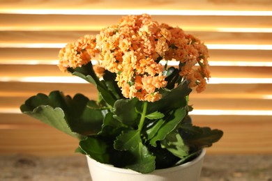 Photo of Beautiful orange kalanchoe flower in pot indoors, closeup