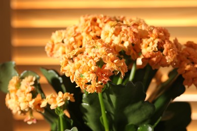 Photo of Beautiful orange kalanchoe flower on blurred background, closeup