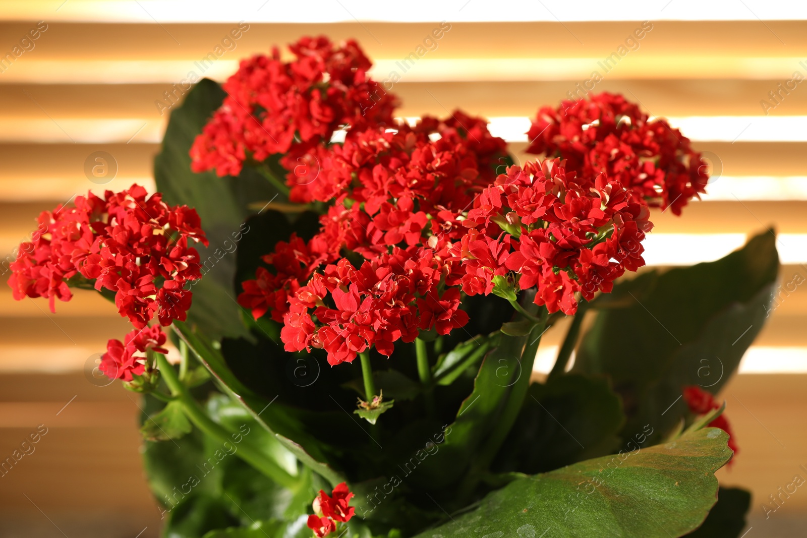 Photo of Beautiful red kalanchoe flower on blurred background, closeup