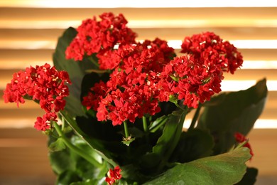 Beautiful red kalanchoe flower on blurred background, closeup