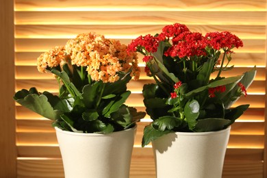 Photo of Different beautiful kalanchoe flowers in pots indoors, closeup