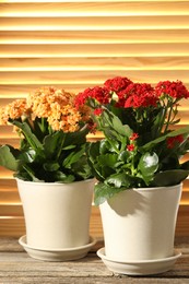 Photo of Different beautiful kalanchoe flowers in pots on wooden table indoors