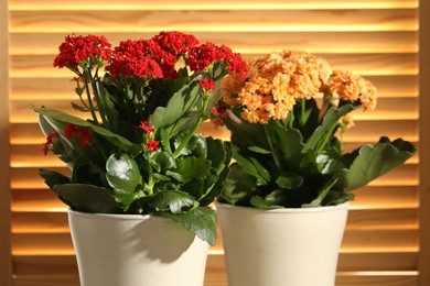 Different beautiful kalanchoe flowers in pots indoors, closeup