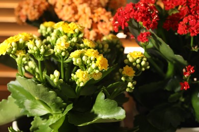 Photo of Different beautiful kalanchoe flowers indoors, closeup view