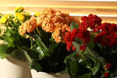 Photo of Different beautiful kalanchoe flowers in pots indoors, closeup