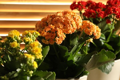 Photo of Different beautiful kalanchoe flowers in pots indoors, closeup