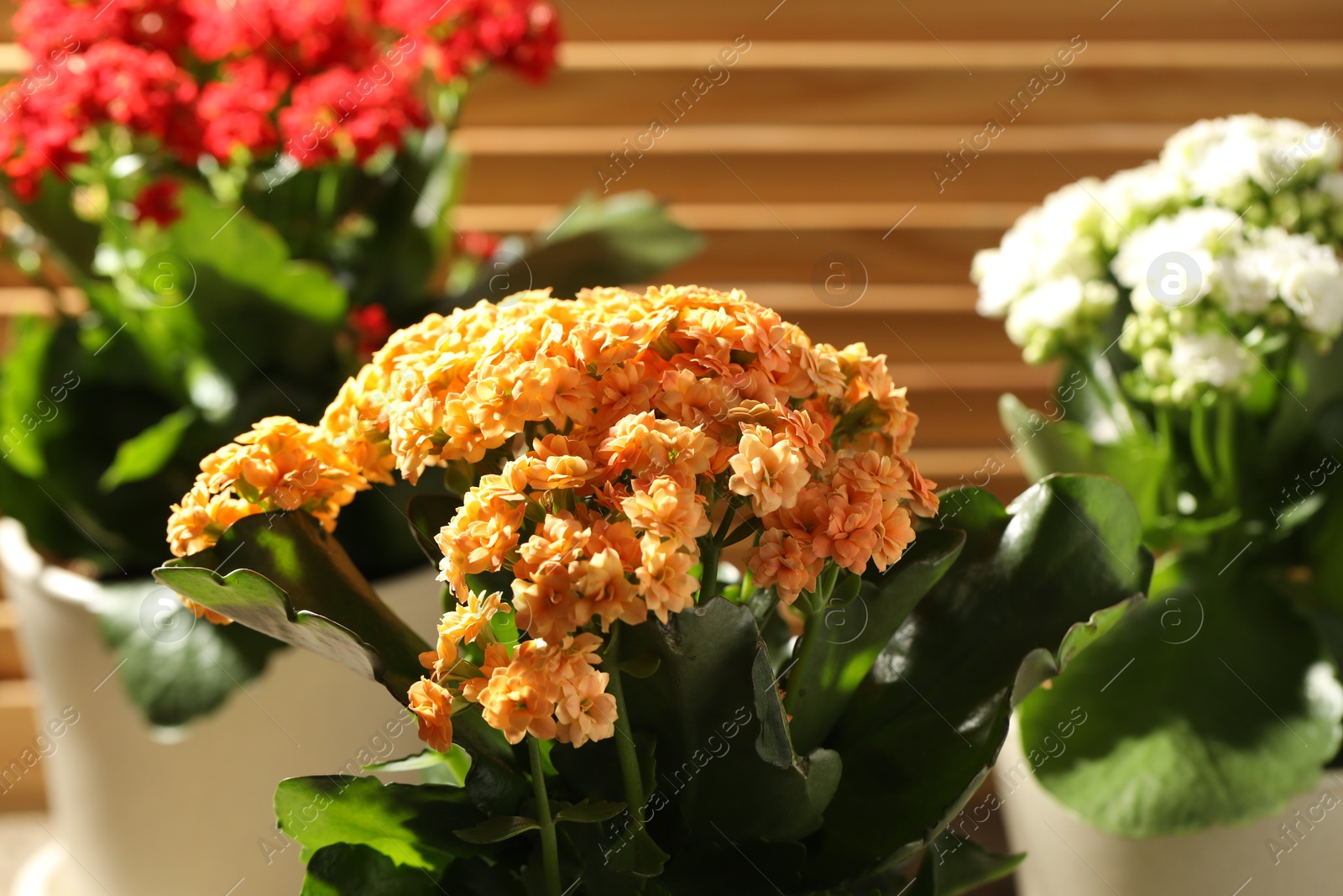 Photo of Different beautiful kalanchoe flowers in pots indoors, closeup