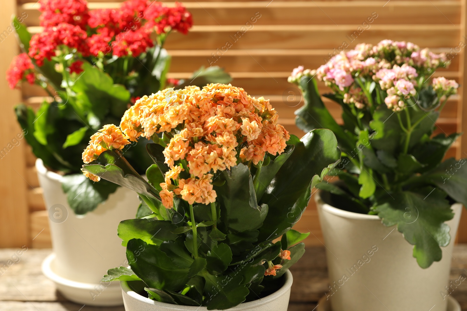 Photo of Different beautiful kalanchoe flowers in pots indoors, closeup