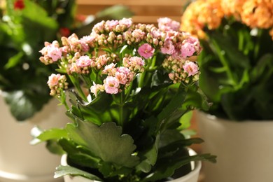 Different beautiful kalanchoe flowers in pots indoors, closeup