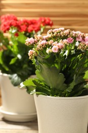 Different beautiful kalanchoe flowers in pots on table, closeup