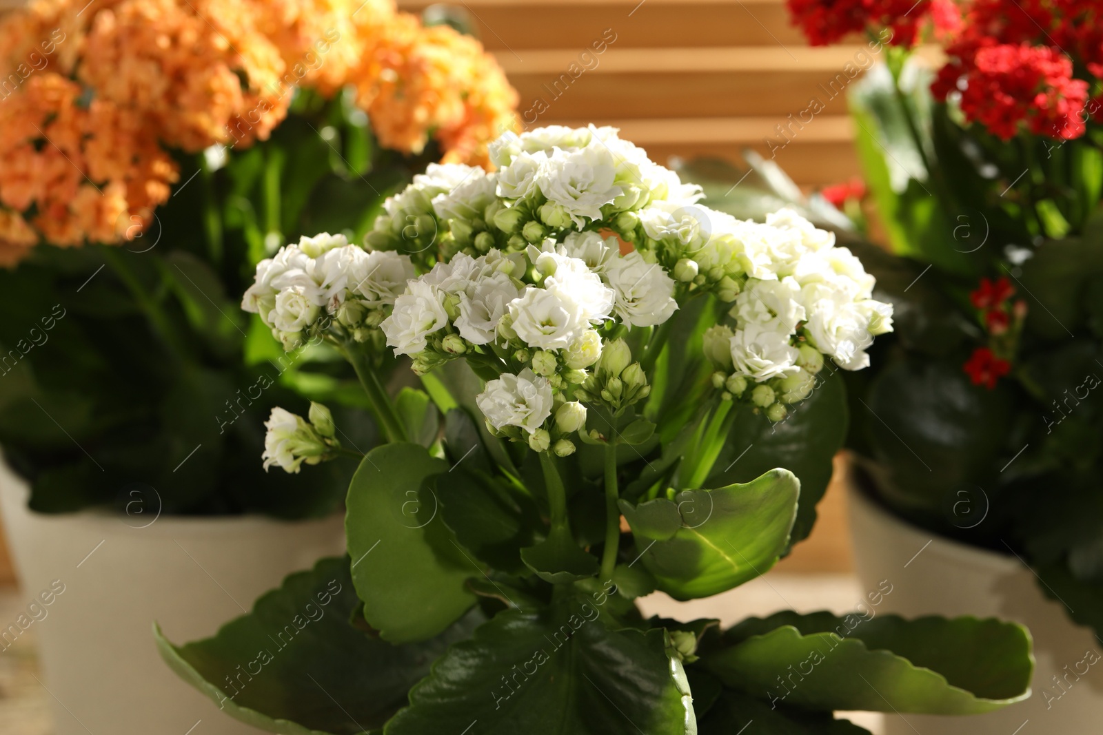 Photo of Different beautiful kalanchoe flowers in pots indoors, closeup