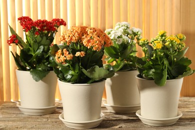 Photo of Different beautiful kalanchoe flowers in pots on wooden table indoors