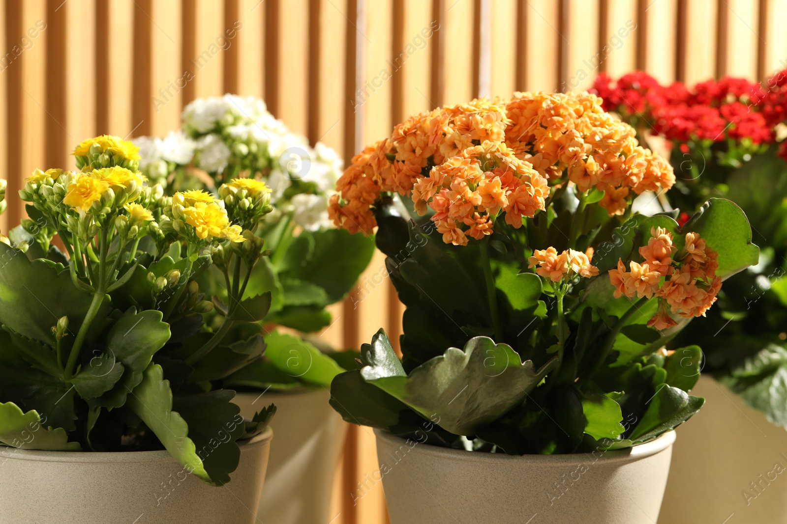 Photo of Different beautiful kalanchoe flowers in pots indoors, closeup