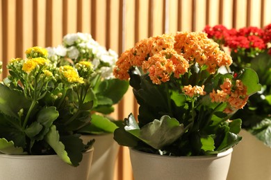 Different beautiful kalanchoe flowers in pots indoors, closeup