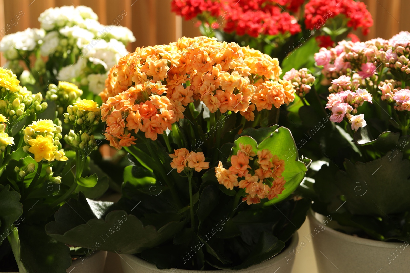 Photo of Different beautiful kalanchoe flowers in pots, closeup