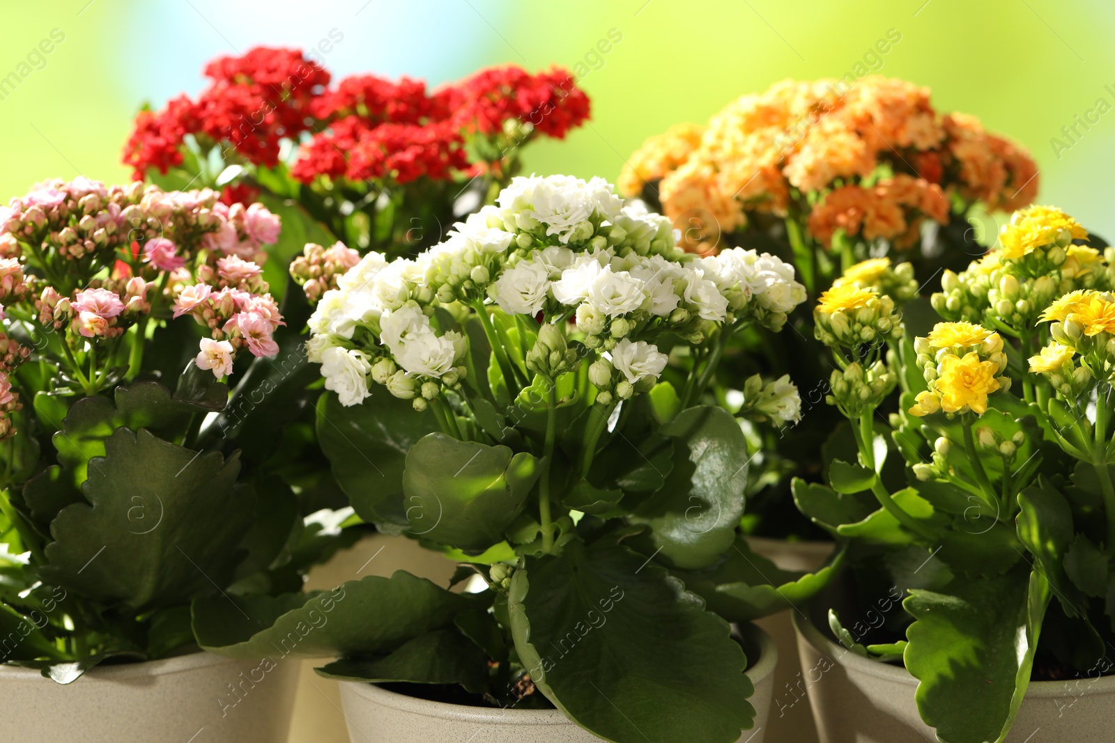 Photo of Different beautiful kalanchoe flowers in pots on blurred green background, closeup