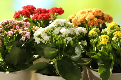 Different beautiful kalanchoe flowers in pots on blurred green background, closeup